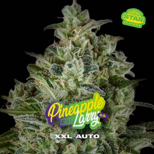 Pineapple Larry OG XXL Auto Seed > BSF Seeds | Autoflowering Cannabis   |  Sativa